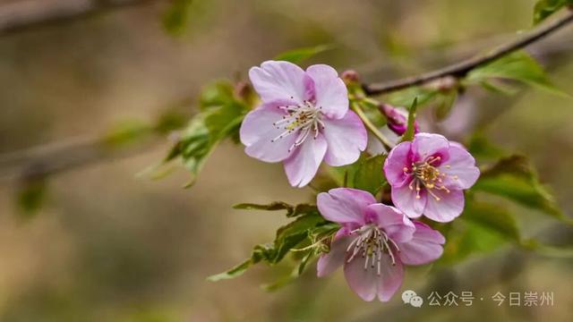 崇州的樱花，开啦！！!