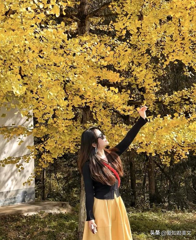 醉美的帽子峰：一场沉浸式的银杏视觉盛宴