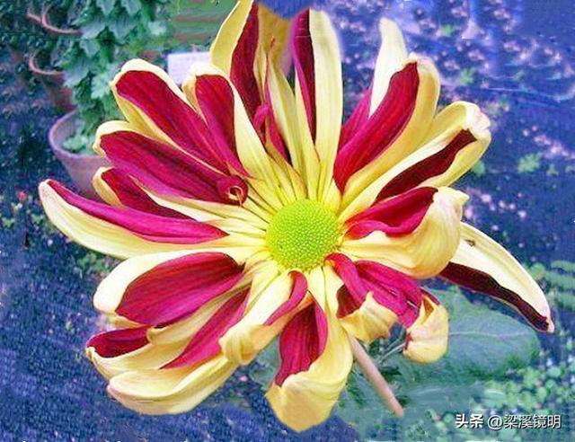 “中山秋韵，菊映盛世”，赏菊南京中山植物园（上）