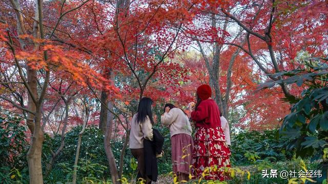 【每日一景】“枫”景这边独好 中山植物园红枫岗