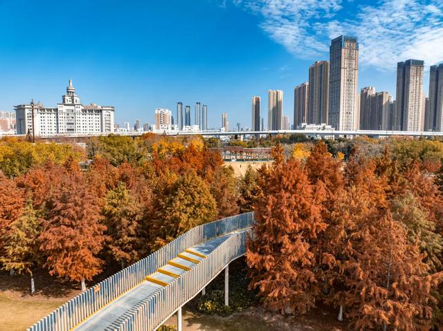 常青公园全面开放露营区域，市民可享“红叶树下”悠闲时光