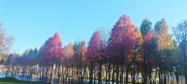 鲸鱼湾旁滇池边，水杉红透冬日水境
