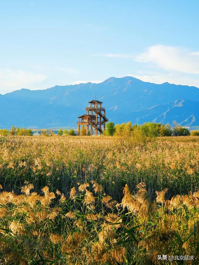 延庆的金色浪漫,就在——