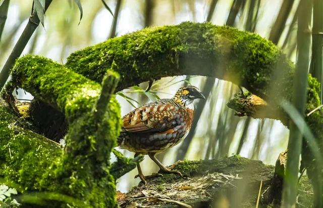 鸟鸣致富路—四川老君山国家级自然保护区奏响屏山文旅融合新乐章