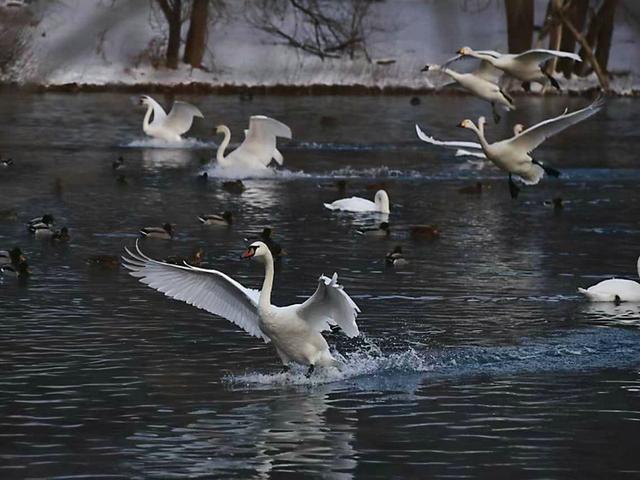 伊宁天鹅泉湿地公园：冬日里的生态诗画