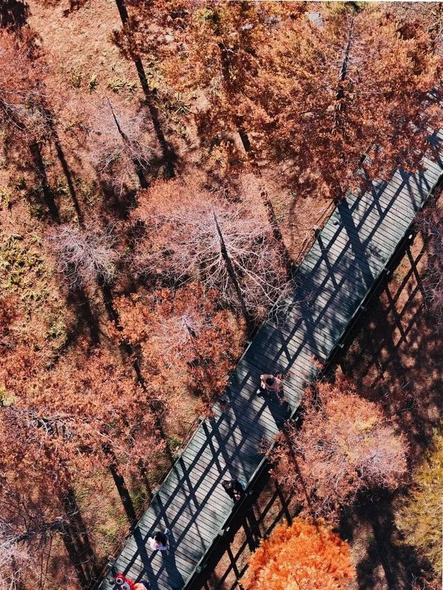 这个冬天，被山东这片红色“暖”到了！