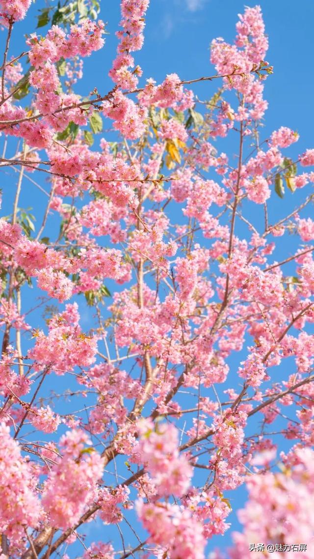 冬日里的粉色浪漫：异龙湖畔冬樱花盛开