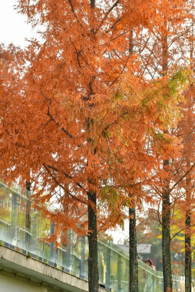 青睐绵阳 || 这里，绝美，超出片！