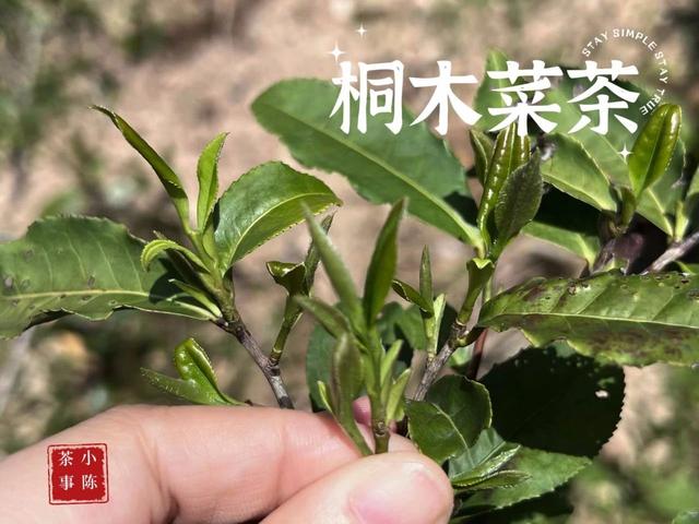 正宗金骏眉什么价位？市面上几十块的金骏眉，能买吗？答案来了