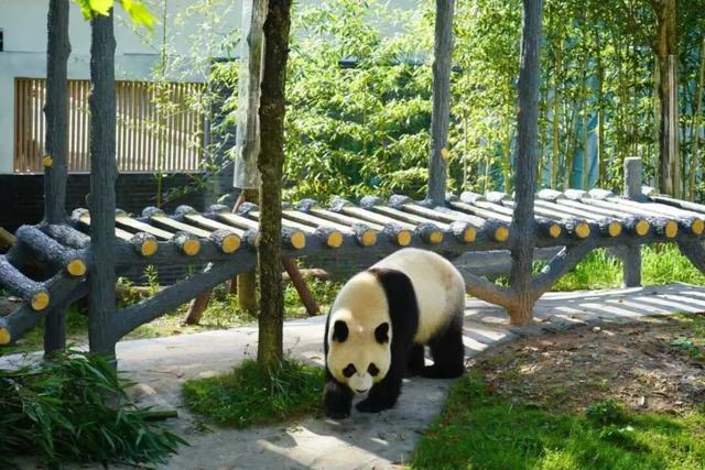 冬日竹海，限时特惠！淡季门票+超值年卡，承包一整年的美景