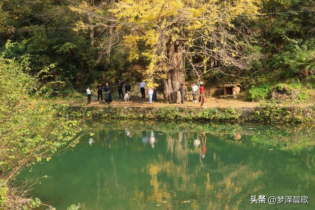 安陆：当银杏遇见芦苇 画框里的诗与远方