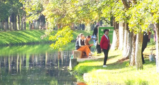 小众秘境!昆明版“塞纳河畔”,水杉红透半边天