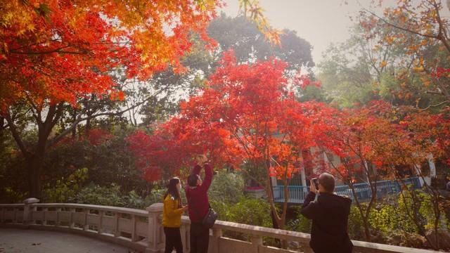 广东冬日封神路线！红叶燃秋、银杏铺金、禅钟洗心，12月出发正好