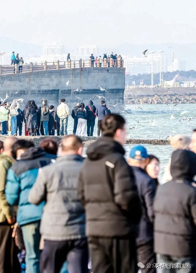 数量倍增！火爆出圈！来这片海“鸥遇”，已成为日照文旅新IP！