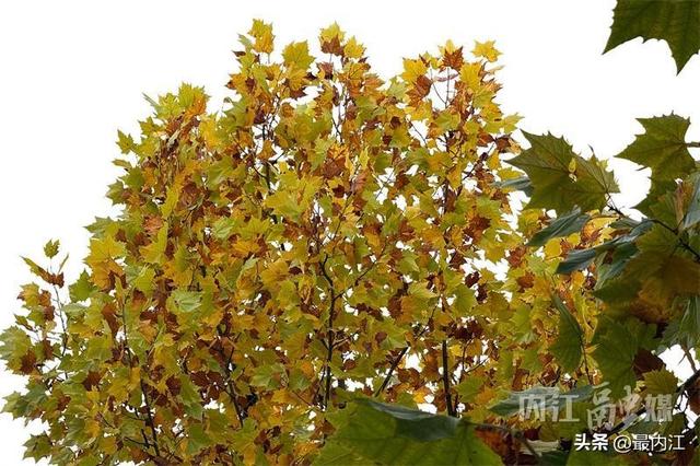 初冬限定美景！内江栖霞路梧桐刷屏