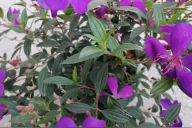 这5种花，是“开花机器”，花开至少200天，非常好养，适合新手图片