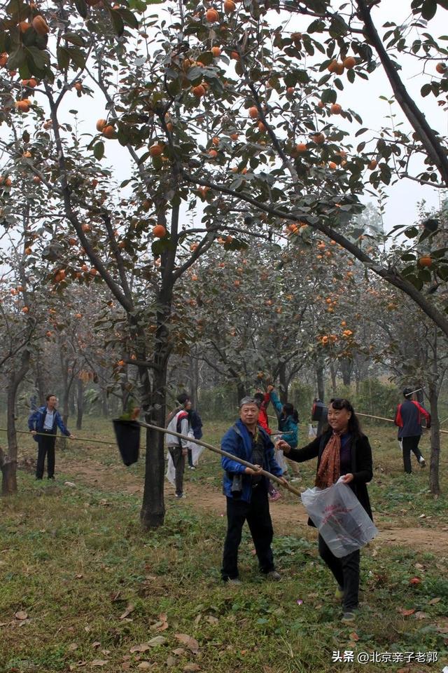 京郊自驾摘柿地图