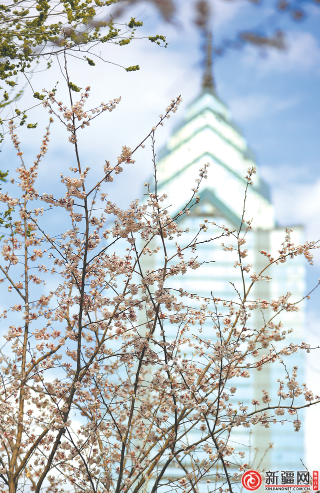 乌鲁木齐：四月春意浓 花开正当时