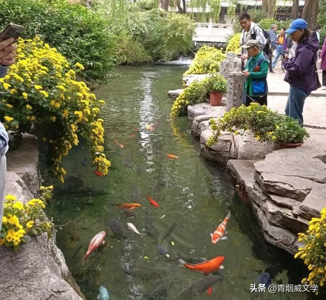 趵突菊韵 锦绣泉城