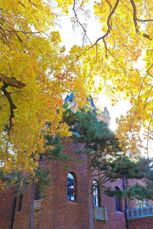 百年鎏金一树秋 | 在松苑咖啡馆，与长春最诗意的五角枫隔窗对望