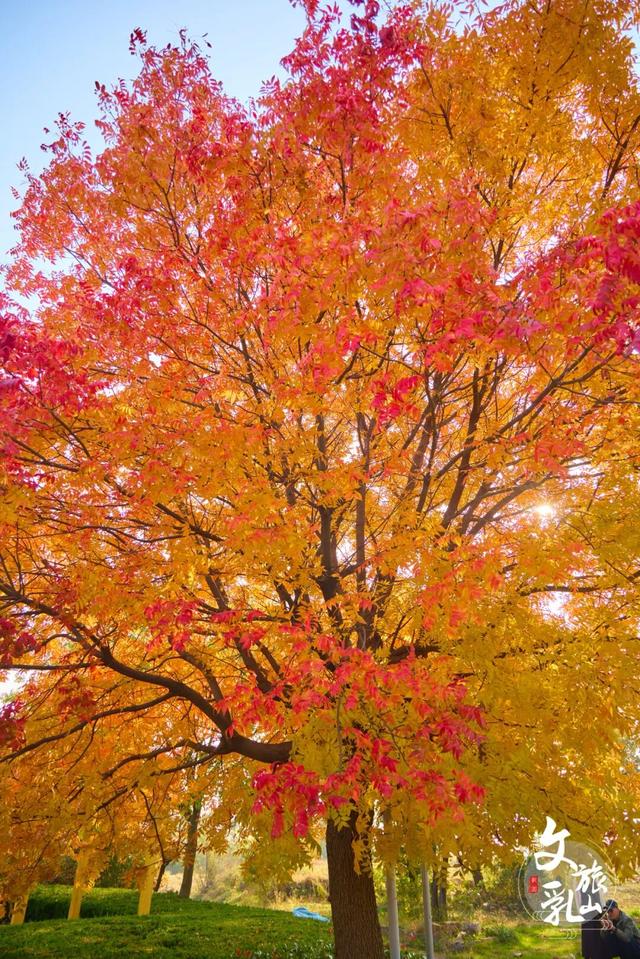当秋风吻过乳山：一场关于色彩与治愈的漫步指南