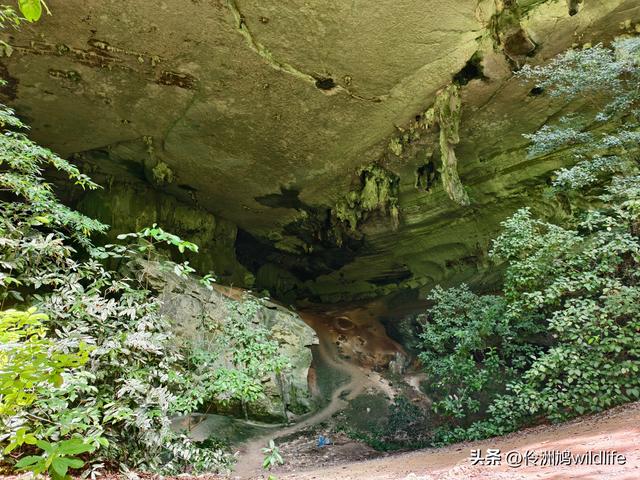 马来西亚(32)砂拉越州⑥世界遗产尼亚洞窟探险