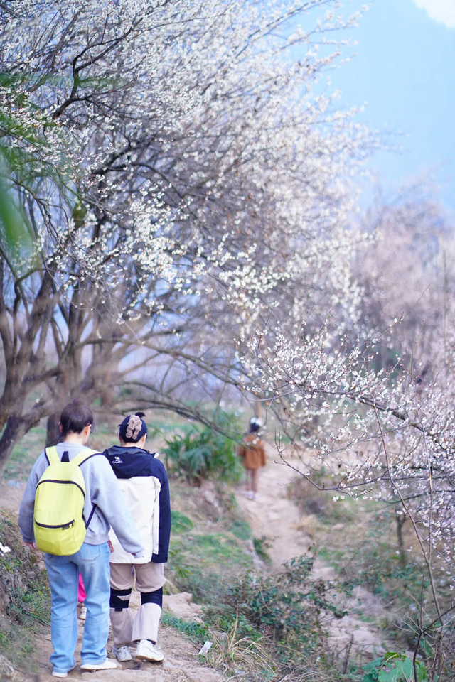 成都青梅花已开，10条爆火赏梅徒步线亲子友好，速速收藏！