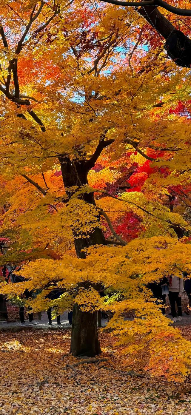 手机壁纸|秋天风光美景，自然美如画