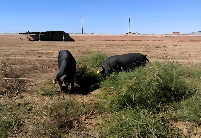 美媒：中国不可怕，可怕的是中国仅用10万头猪	，解决了治沙难题