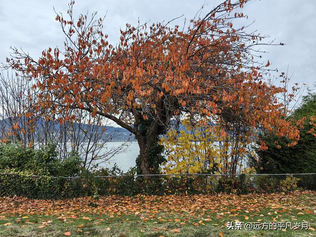 温哥华游记（五）