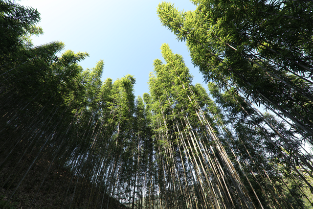 春节好去处！肇庆怀集中洲河湾“趣野”体验即将上线