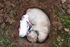 劝告：猫咪死后不要“埋土里”，这是科学依据的，不能忽视图片