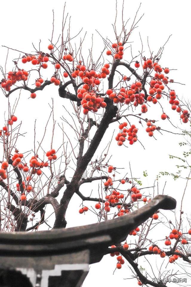 好多人在拍！苏州到底有谁在啊