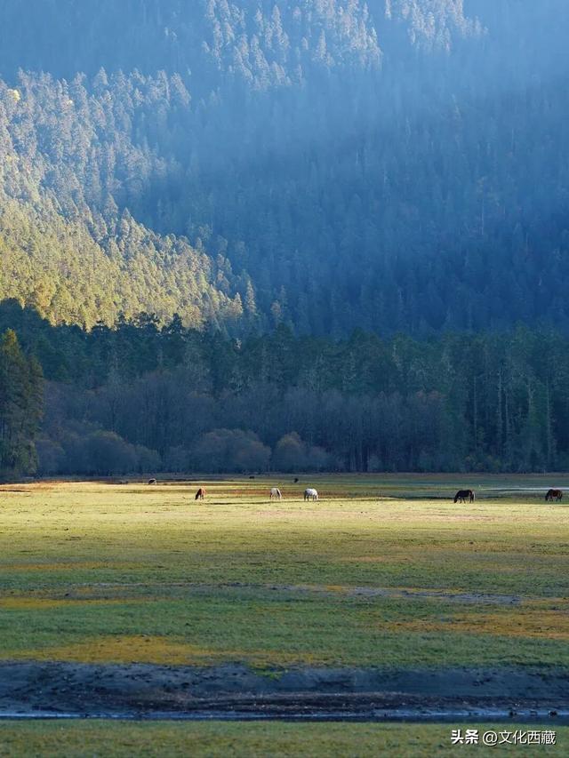 第一次去西藏来这里，雪山森林，天然氧吧！