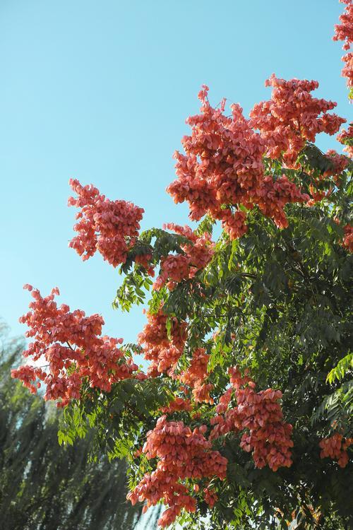 栾树花语