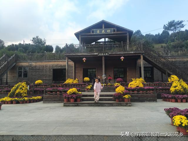 麻城旅游：2025年金秋，麻城五脑山菊花大观园福菊飘香，花海烂漫
