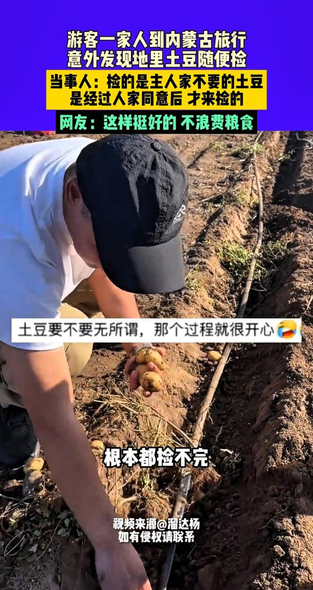 游客在内蒙古旅游发现土豆地里土豆随便捡！现实版一挖一麻袋！