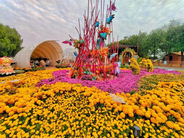 “枫”景正好！开封最美秋色已上线！