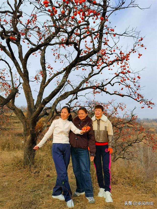 彬州市：多举措提升罗店村柿林观赏地游客满意度