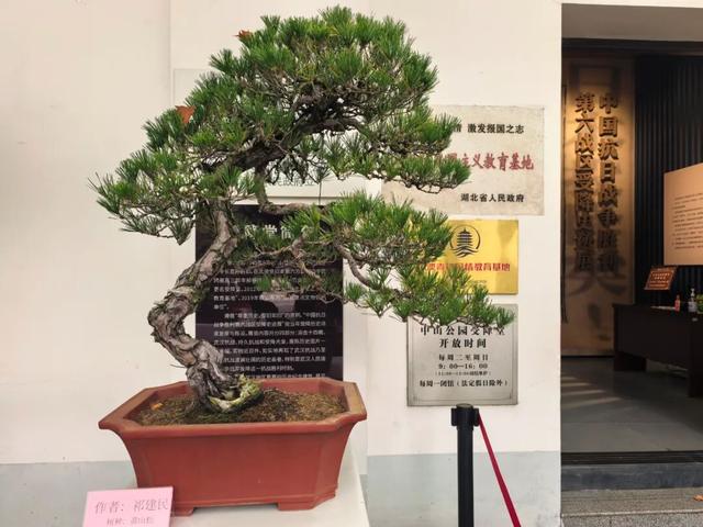 来汉口 逛江汉 | 已开幕，持续一个月！金秋菊展赏玩攻略来了