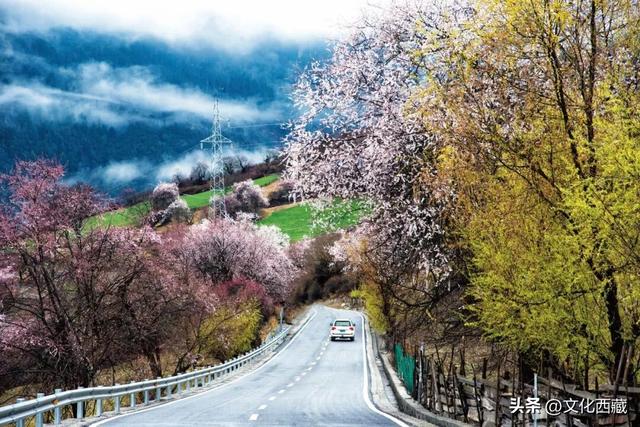 下月即将开爆！这才是 “中国最美春天”，一年仅20天可遇！