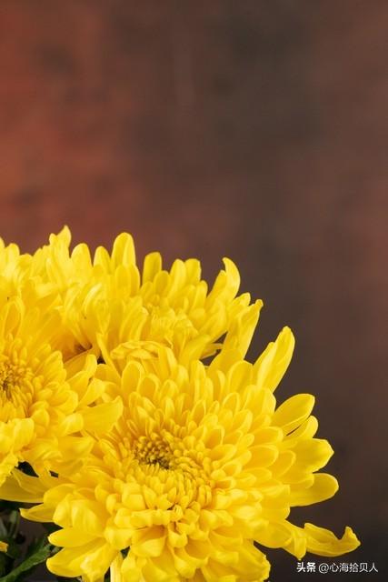 今日爆款文章：《你缺的不是时间，而是心的归处》