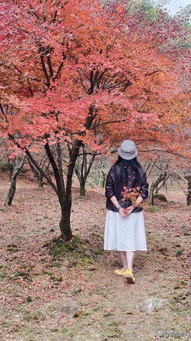 蓝山谷记：与十万株红枫的相遇