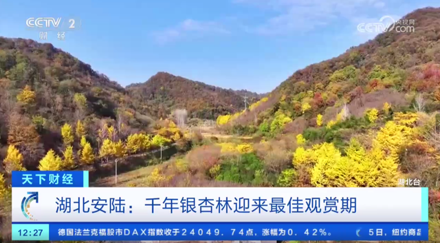 安陆赏秋“天花板”，登上央视！