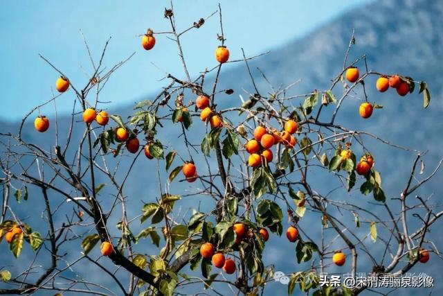 陕西渭南：柿饼甜美软糯可口 富平县曹村镇马坡村未来可期