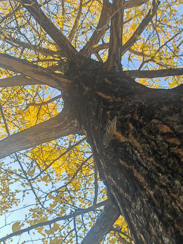 昆明市行政中心另一处，李世民种植银杏树的缩小版，赶快克