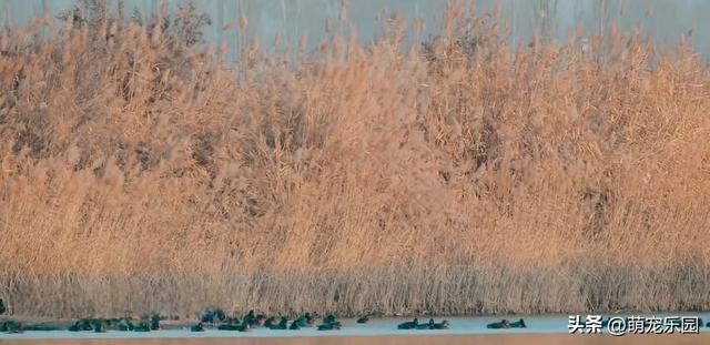 科克布云水库现热闹非凡，白天鹅悠闲游弋，大雁白鹭共舞水上芭蕾