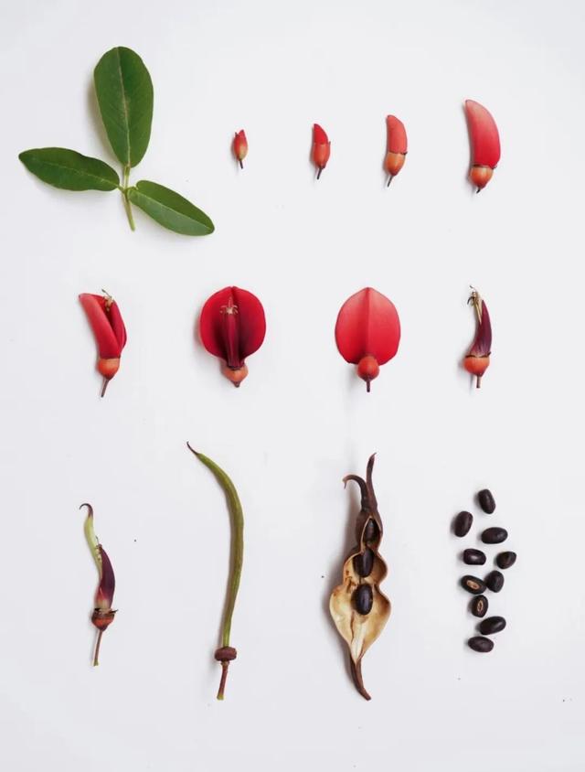 刺桐酝酿着「花事」，这场「盛事」也即将在泉州开启！