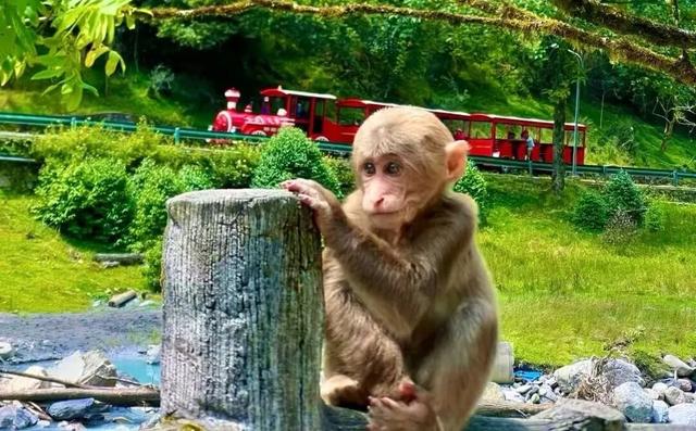 看小鹿！领“鸡蛋”！夏末秋初喇叭河就该这么玩！