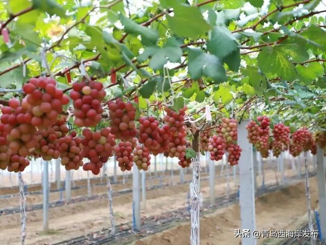开炫！西海岸秋日“萄”宝指南来啦→